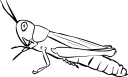 Grasshopper Clipart