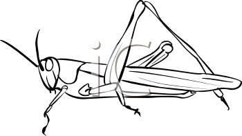 Grasshopper Clipart