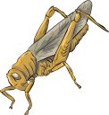 Grasshopper Clipart