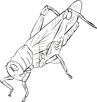 Grasshopper Clipart
