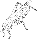Grasshopper Clipart