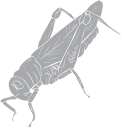 Grasshopper Clipart
