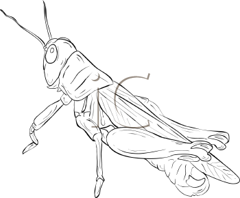 Grasshopper Clipart