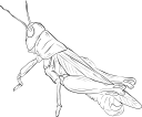 Grasshopper Clipart