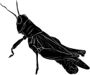 Grasshopper Clipart