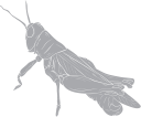 Grasshopper Clipart