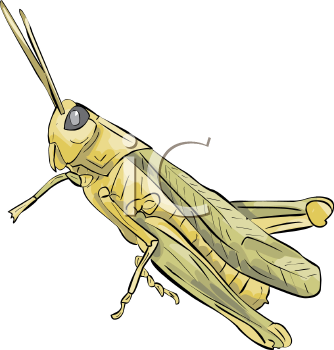 Grasshopper Clipart