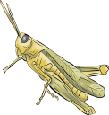 Grasshopper Clipart