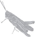 Grasshopper Clipart