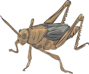 Grasshopper Clipart