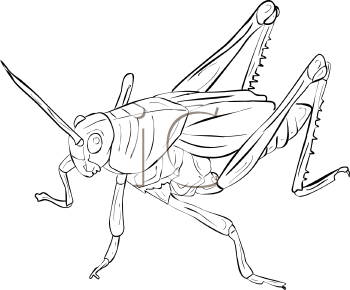 Grasshopper Clipart