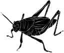 Grasshopper Clipart