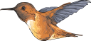 Hummingbird Clipart