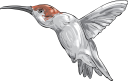 Hummingbird Clipart