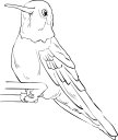 Hummingbird Clipart