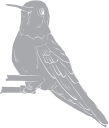 Hummingbird Clipart
