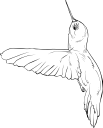 Hummingbird Clipart