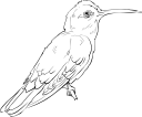 Hummingbird Clipart