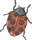 Ladybug Clipart