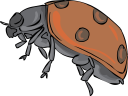 Ladybug Clipart