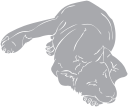 Lion Clipart