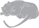 Lion Clipart