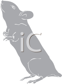 Mouse Clipart