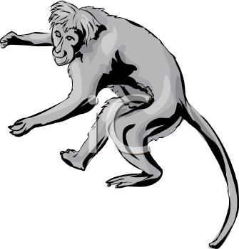 Monkey Clipart