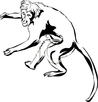 Monkey Clipart