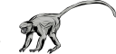 Monkey Clipart