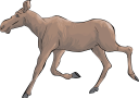 Moose Clipart