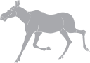 Moose Clipart