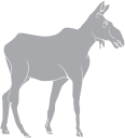 Moose Clipart