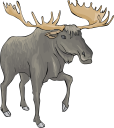 Moose Clipart