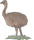 Ostrich Clipart