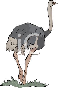 Ostrich Clipart