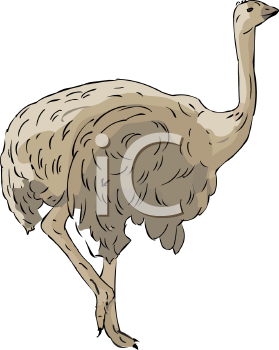 Ostrich Clipart