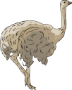 Ostrich Clipart