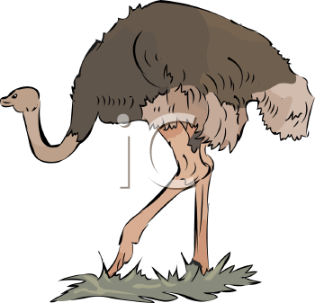Ostrich Clipart