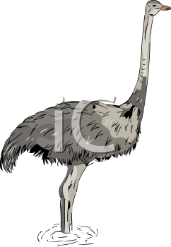Ostrich Clipart