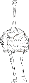Ostrich Clipart