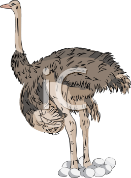 Ostrich Clipart