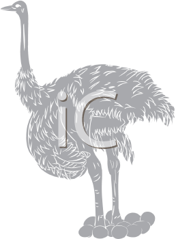Ostrich Clipart