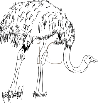 Ostrich Clipart