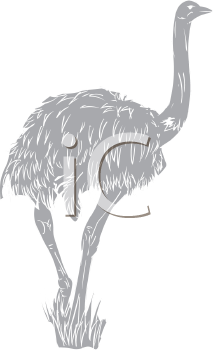 Ostrich Clipart