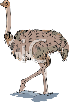 Ostrich Clipart