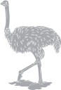 Ostrich Clipart