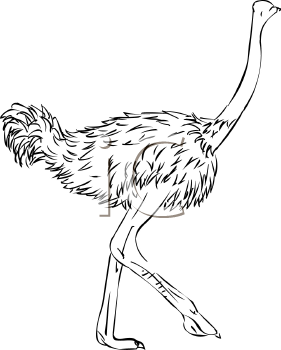 Ostrich Clipart