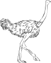 Ostrich Clipart