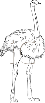 Ostrich Clipart